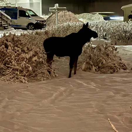 Pansiyon Lofoten Light Vestvagoy